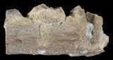 Mosasaur (Platecarpus) Jaw Section - Kansas #60668-1